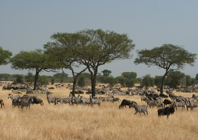 We witness the astounding Great Migration. Wildebeest and zebra as far as the eye could see!

